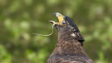 Crested Serpent Eagle_HYIP8174_s.jpg