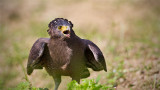 Crested Serpent Eagle_HYIP8238_s.jpg