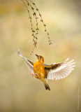 橙頭地鶫_Orange-headed Thrush_HYIP7395_s.jpg