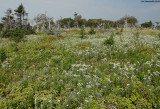 Maritime Meadow