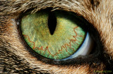 The Other Eye (Nico)