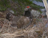 Spruce Grouse 577.jpg