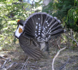 Sooty grouse (ventral view)
