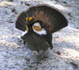 Sooty Grouse charging at me