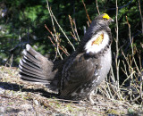 Sooty Grouse (male)