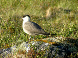 Long tailed jaegar