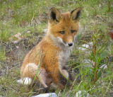 Arctic Red Fox