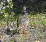 Sharptailed grouse