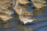 Bar tailed Godwit