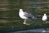 Black tailed Gull image C