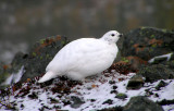 White tailed ptarmigan