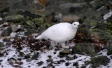 White tailed ptarmigan (10/18/2009)