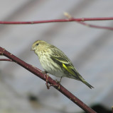 Pine Siskin