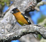 Black headed grosbeak