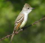Ash Throated Flycatcher