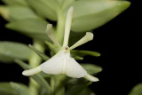 20083437 - Epidendrum whittenii Livingston CHM/AOS 83 points