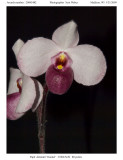20095482 - Paph delenatii var. vinicolor 'Waunakee Warrior'CHM/AOS 80 pts.