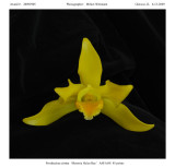 20092905 - Paosthechea citrina 'Memoria Helen Ray' AM/ AOS 85 pts.