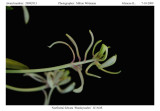 20092913 - Neofinetia falcata Shutyuuden JC AOS