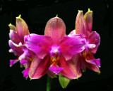 20105426 - Phal. Sweet Memory 'Sunprarie' JC AOS.jpg