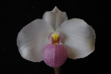 20096607 - Paph. delenatii 'Santa BarBara' AM AOS 83 pts.jpg