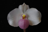 20096607  -  Paph. delenatii Santa BarBara AM AOS 83 pts.jpg