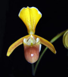 20105431 - Paph. helenae 'Bils Cutie' HCC AOS 77 points 2.jpg
