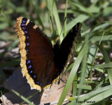 Morning Cloak Butterfly01.jpg