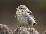 House Sparrow2 juvenile.jpg