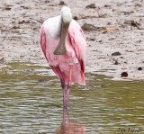 Roseate Spoonbill06.jpg