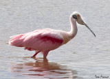 Roseate Spoonbill08.jpg