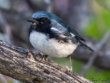 Black-throated Blue Warbler1b.jpg