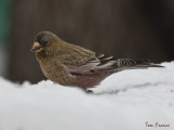 Brown-capped Rosy-Finch.jpg