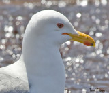 California Gull2.jpg