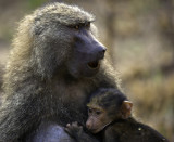 mama baboon y bebe.jpg