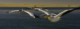 Pelicanos y dunas.jpg