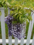 Wisteria 100_8410.JPG