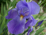 Purple Iris 100_7592.jpg
