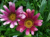 Pink Daisies.