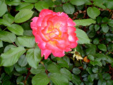 Multi-Colored Rose