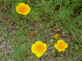 Buttercups