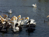 Pelicans