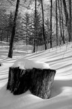 Midday Winter Shadows