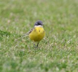 Yellow Wagtail (M.f.cinereocapilla)