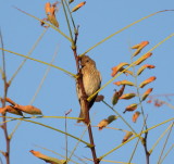 Common Rosefinch (Carpodacus erythrinus)