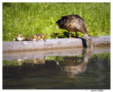 Baby Ducks, Westmount Park
