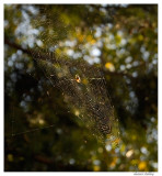 Death Defying Spider Web, My Garden