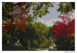 Changing Season, My Street