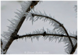 Crystalline Frost