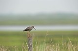 700_9866F tureluur (Tringa totanus, Common Redshank).jpg